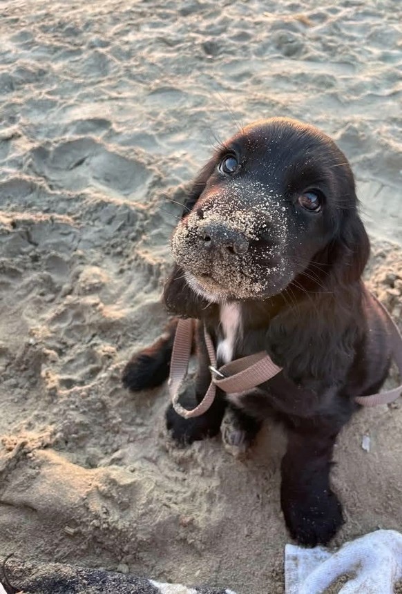 cute news tier hund

https://ch.pinterest.com/pin/703756188817170/