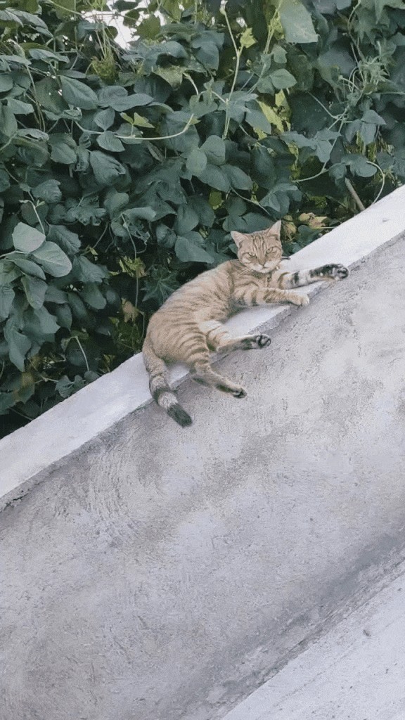 Animiertes GIF