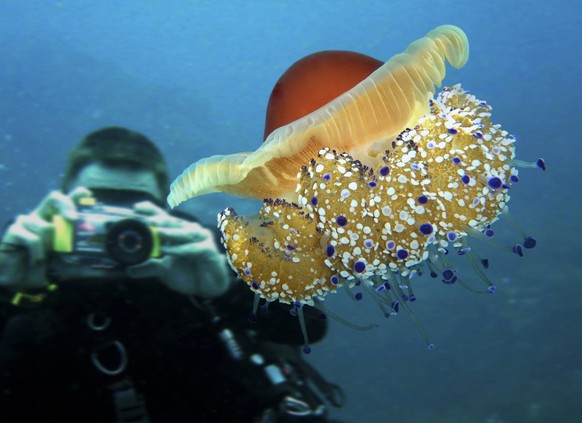 Fried egg jellyfish Fried egg jellyfish or Mediterranean jellyfish, Cotylorhiza tuberculata. It s the most common jellyfish of their entire order in the Mediterranean Sea. Hosts symbiotic zooxanthella ...