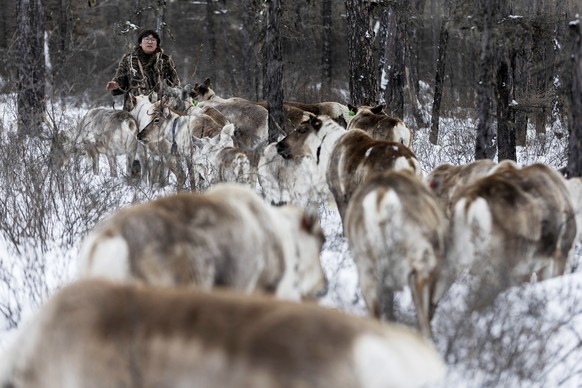 epa10403815 Juele with his reindeer at the Jinhe forest range near Genhe City, Inner Mongolia Autonomous Region, China, 12 January 2023 (issued 13 January 2023). Every two or three days, Juele Bulituo ...