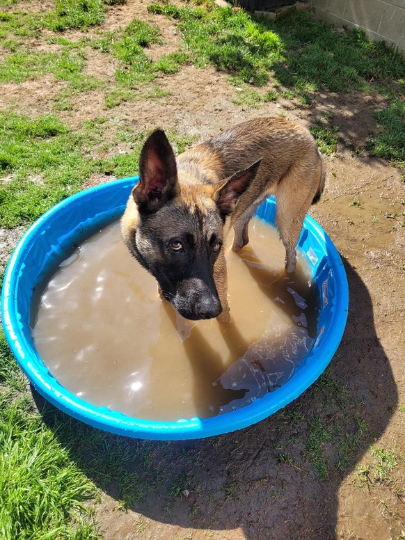 cute news animal tier hund dog

https://www.reddit.com/r/rarepuppers/comments/us1lnd/blix_made_his_pool_water_all_muddy/