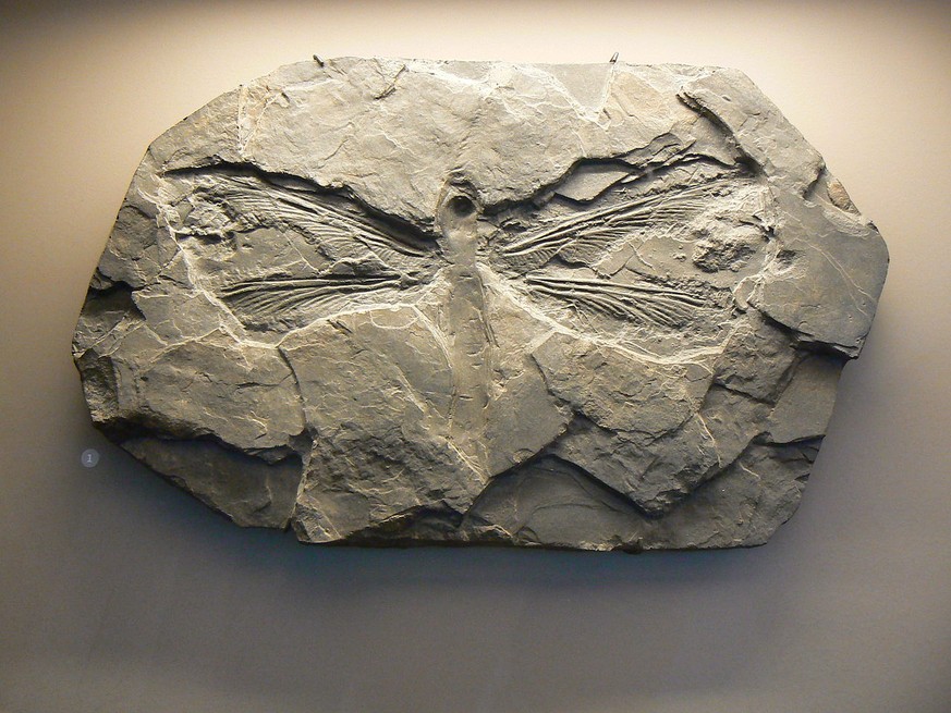 Abguss eines <em>Meganeura-monyi</em>-Fossils.
