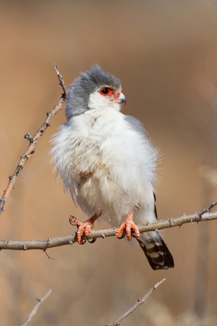 Halsband Zwergfalken