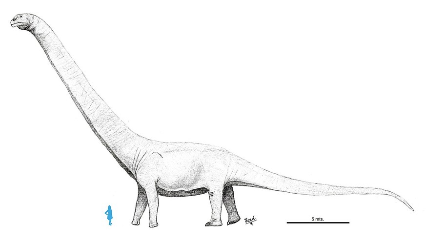 Patagotitan mayorum