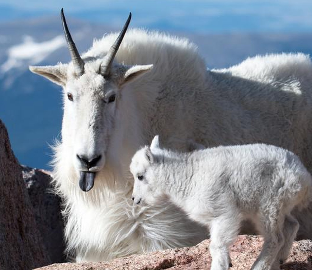 Une chèvre des montagnes Rocheuses.
