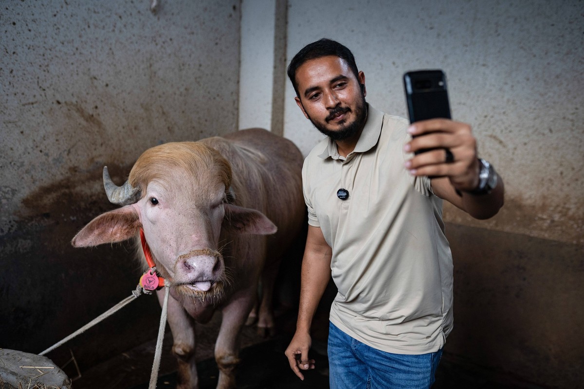 Crowds gather to see albino buffalo nicknamed Donald Trump ahead of Eid al-Adha in Bangladesh NARAYANGANJ, BANGLADESH - MAY 23: An albino buffalo nicknamed Donald Trump is seen at a cattle farm ahead  ...