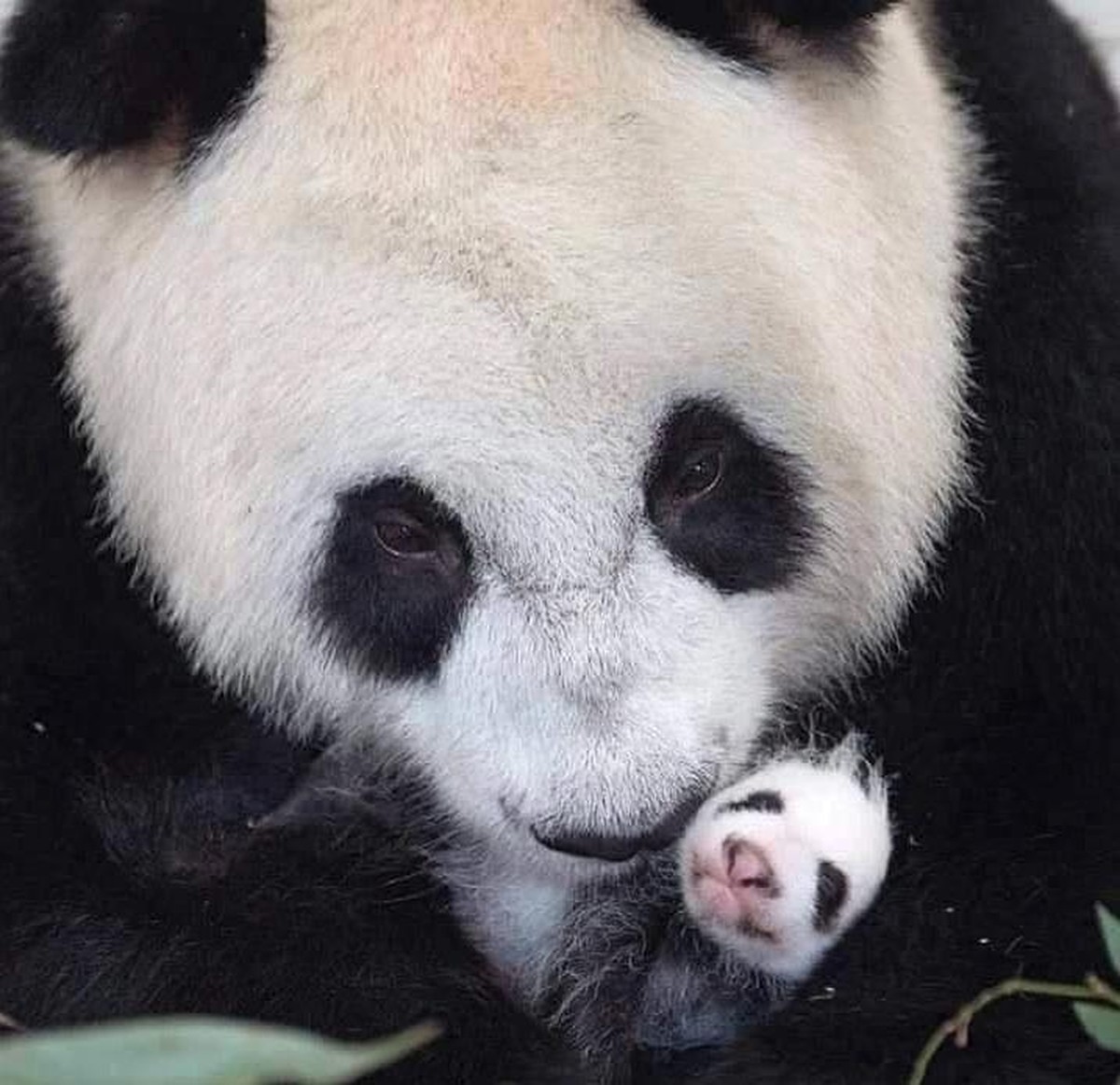 Cute News Eltern und ihr Nachwuchs.
