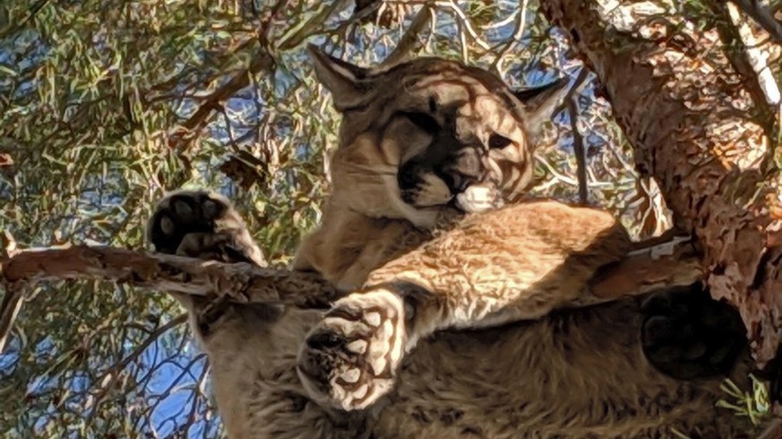 In this Saturday, Feb. 16, 2019, courtesy of the California Department of Fish &amp; Wildlife Crews shows a mountain lion in a tree outside a private residence in the City of Hesperia, Calif. San Bern ...