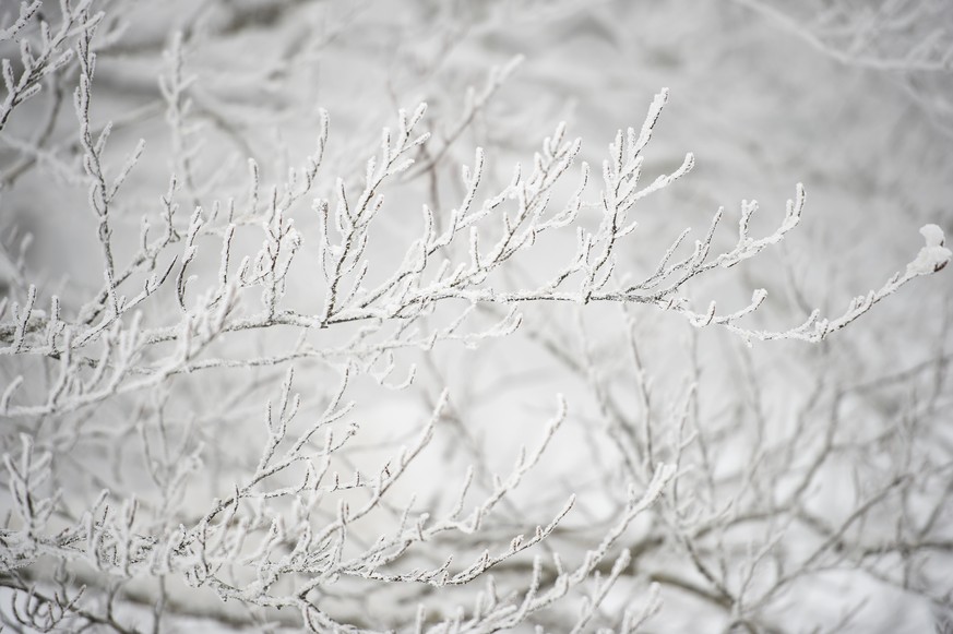 Ambiance froide, arbre gele lors de la 4em Fete du Froid ce samedi 07 fevrier 2015 a la Brevine. (KEYSTONE/Stefan Meyer)