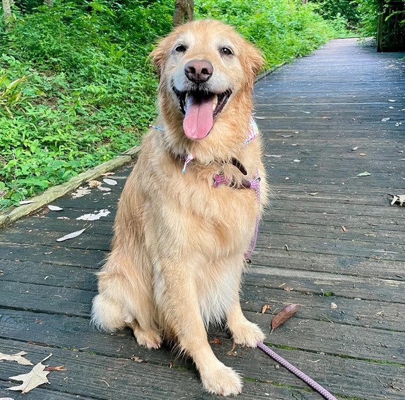 Golden Retriever Hund, Zunge raus