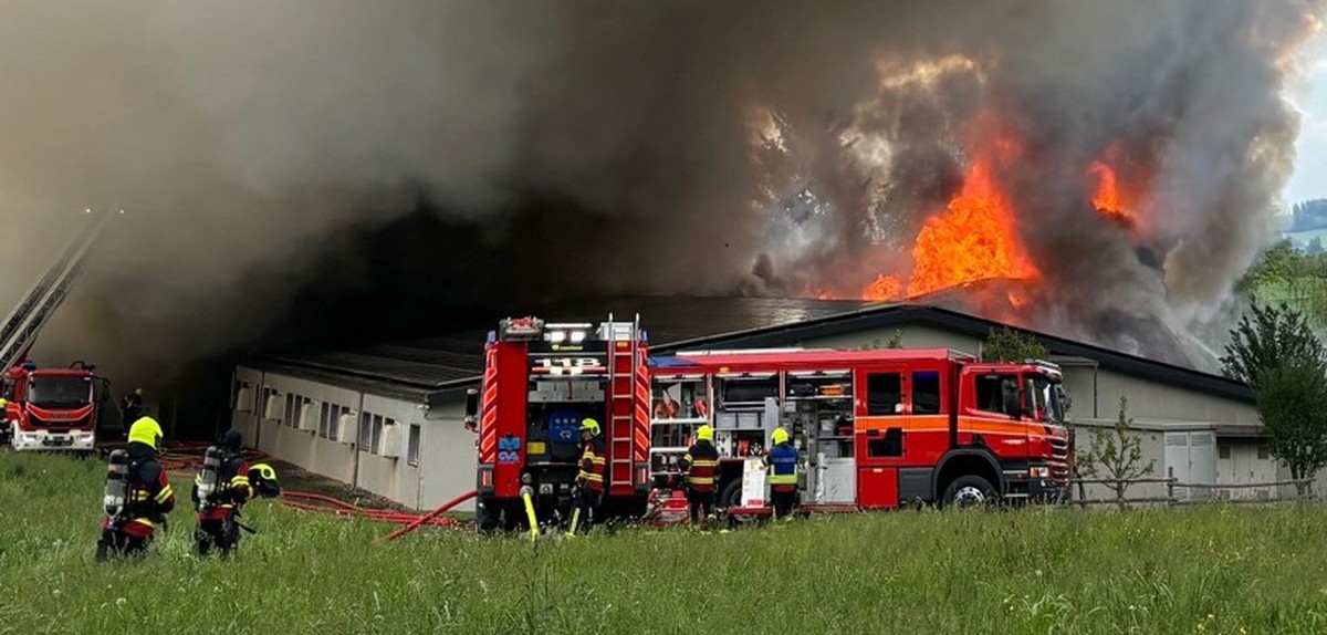In Gossau SG stand ein Schweinestall in Vollbrand.