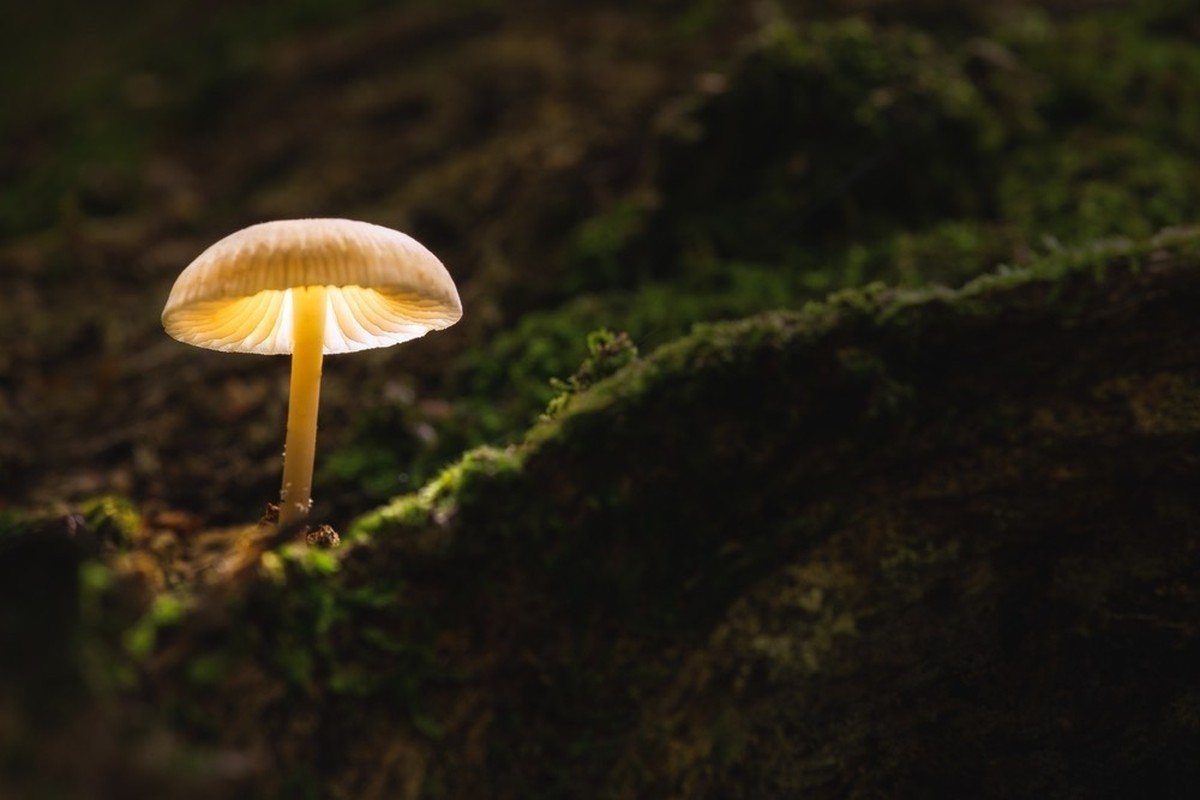 Certains champignons brillent dans l'obscurité.