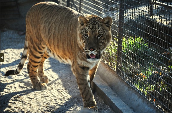 Nicht Goliath, aber ein Liger (Symbolbild).