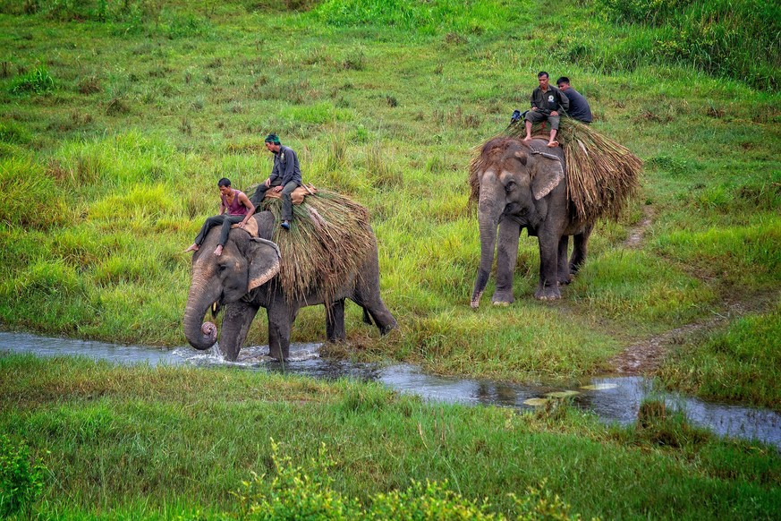 Nepalesische Arbeitselefanten. Laut Manoj Gautam, Umweltschützer und Direktor des Jane-Goodall-Instituts in Nepal, sei mit Nijgadh einer der letzten ungeschützten und unberührten Abschnitte des gesamt ...