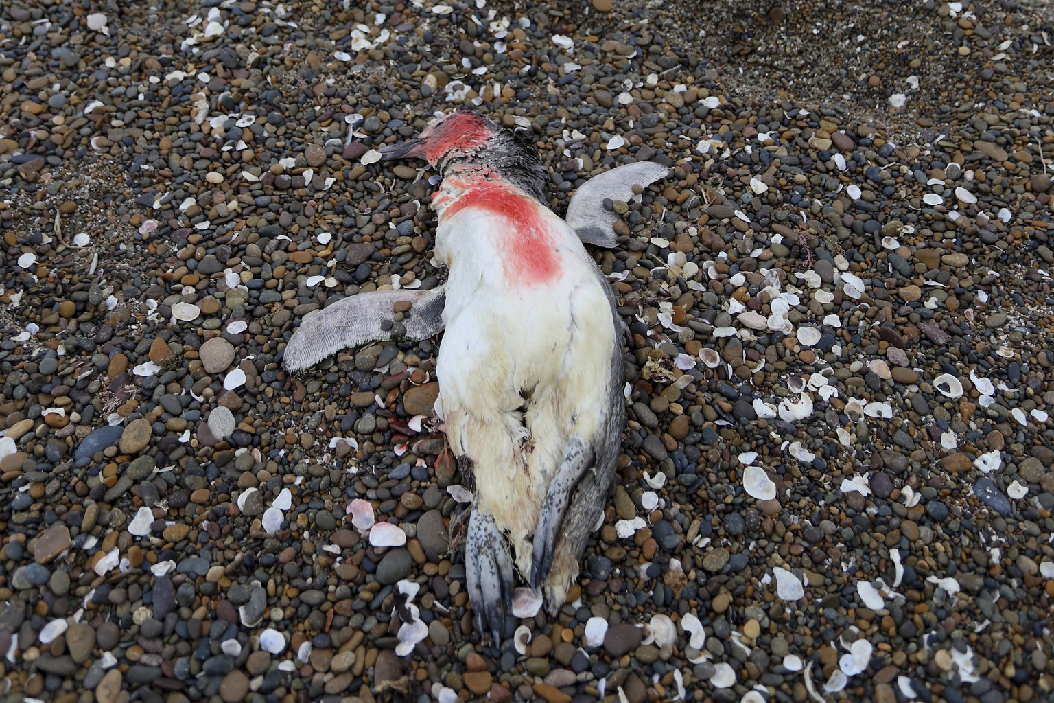 A dead penguin lays on the beach at Punta Bermeja, on the Atlantic coast of the Patagonian province of R�o Negro, near Viedma, Argentina, Monday, Aug. 28, 2023. Government sanitary experts suspect tha ...