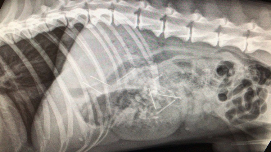 In einer Solothurner Tierklinik sind am 16. Februar 2018 drei Hunde verendet, nachdem sie zuvor offenbar mit Gift und gefährlichen Gegenständen versetzte Köder gefressen hatten. Nun ermittelt die Poli ...