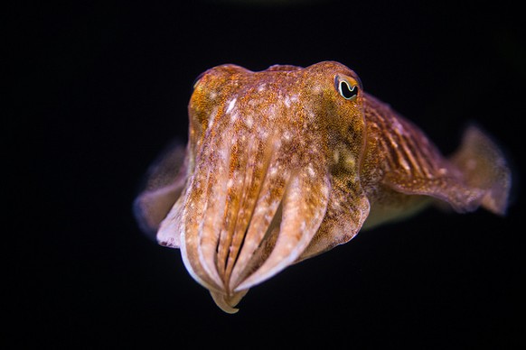 Gewöhnlicher Tintenfisch