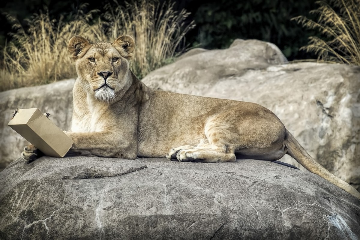Löwe mit kleiner Kartonschachtel.

https://caterville.tumblr.com/post/78900924365/big-cats-like-boxes-too