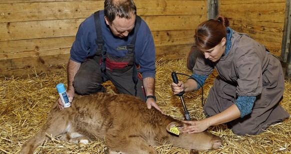 Hörner von Kühen müssen gepflegt sein, sonst würden sie schief wachsen, sagt der Aargauer Landwirt Alois Huber.