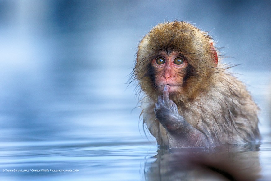 The Comedy Wildlife Photography Awards 2019
Txema Garcia Laseca
Palma
Spain
Phone: 653465999
Email: txemoto@gmail.com
Title: To be or not to be
Description: This snow monkey was looking at me when i t ...