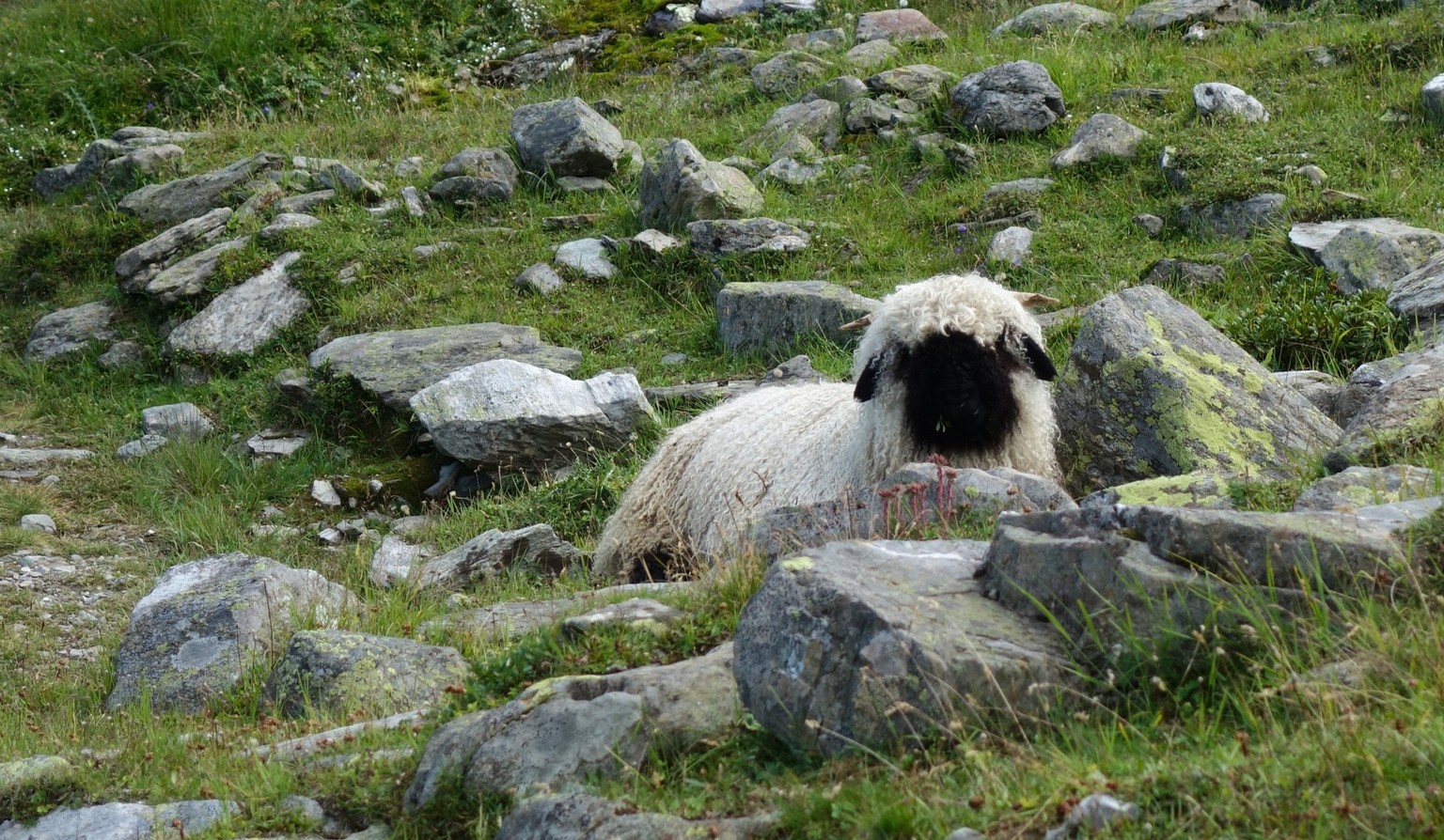 Reportage von der Alpe Nanztal im Kanton Wallis. Schäfer Oliver Gottsporn zeigt seine Schwarznasenschafe und erzählt, warum der Wolf ihm das Leben schwer macht.