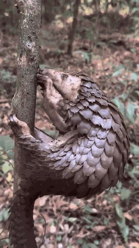 Animiertes GIF