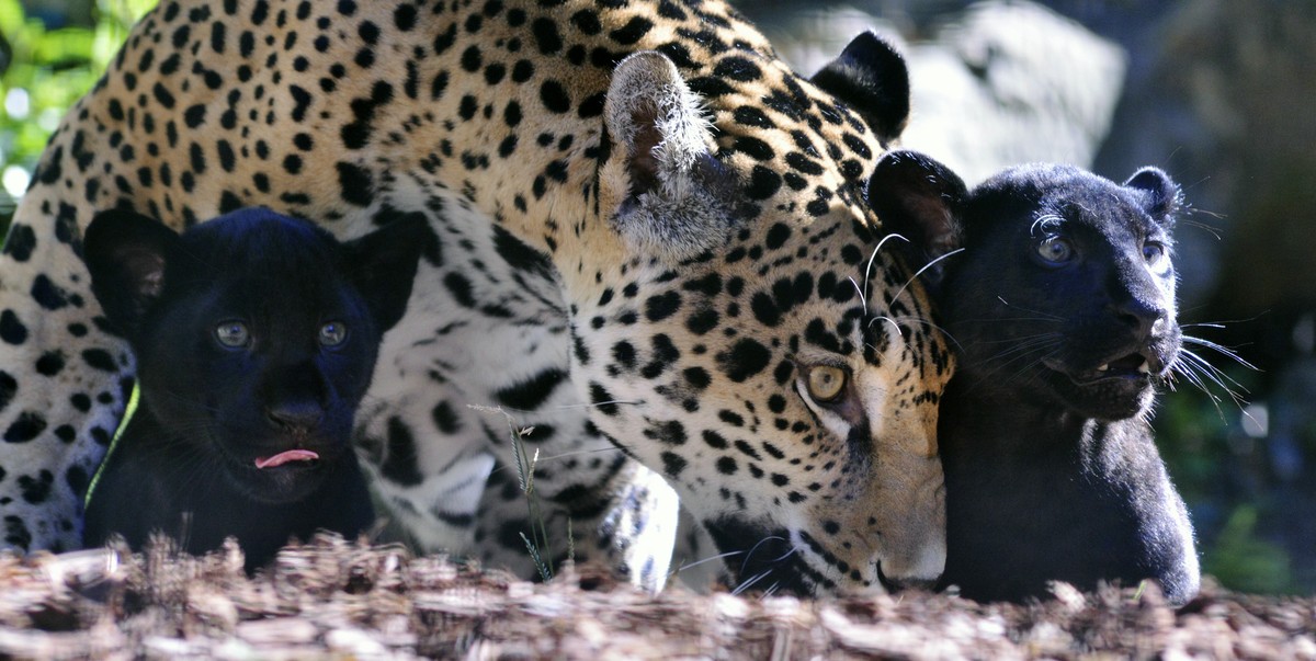 Junge, wie auf diesem Bild, wird es im Zoo von Neu Delhi vorerst keine geben.