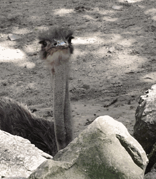 Animiertes GIF