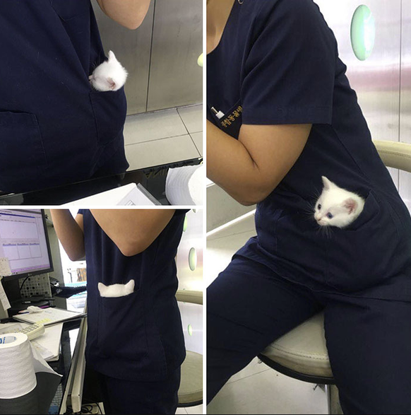 Cute News beim Tierarzt