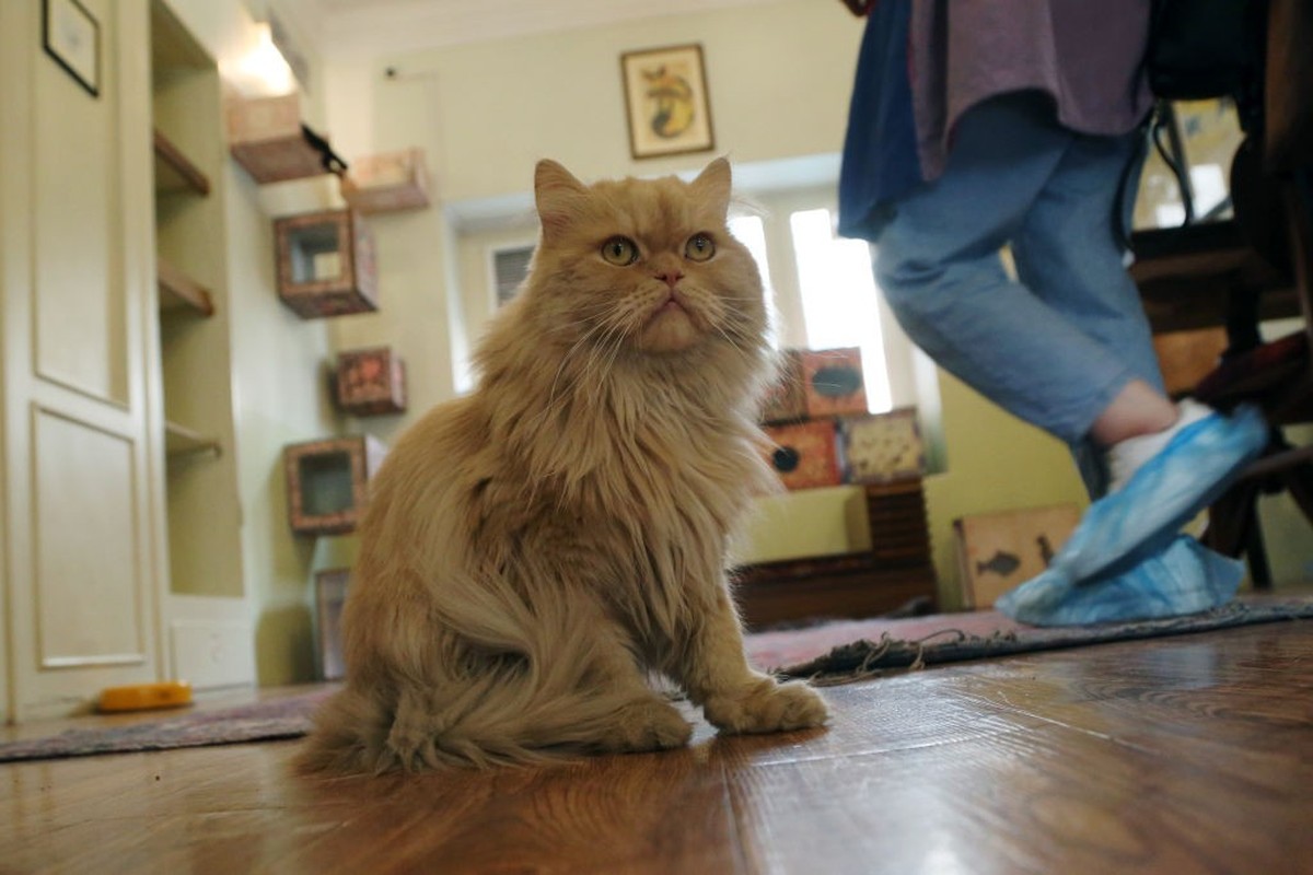 TEHRAN, IRAN FEBRUARY 16: A cat sits in Cat Museum and Cafe in Tehran, Iran on February 16, 2022. Cat Museum and Cafe, opened in an old house in 2020, hosts 30 cats from types of short haired, long ha ...