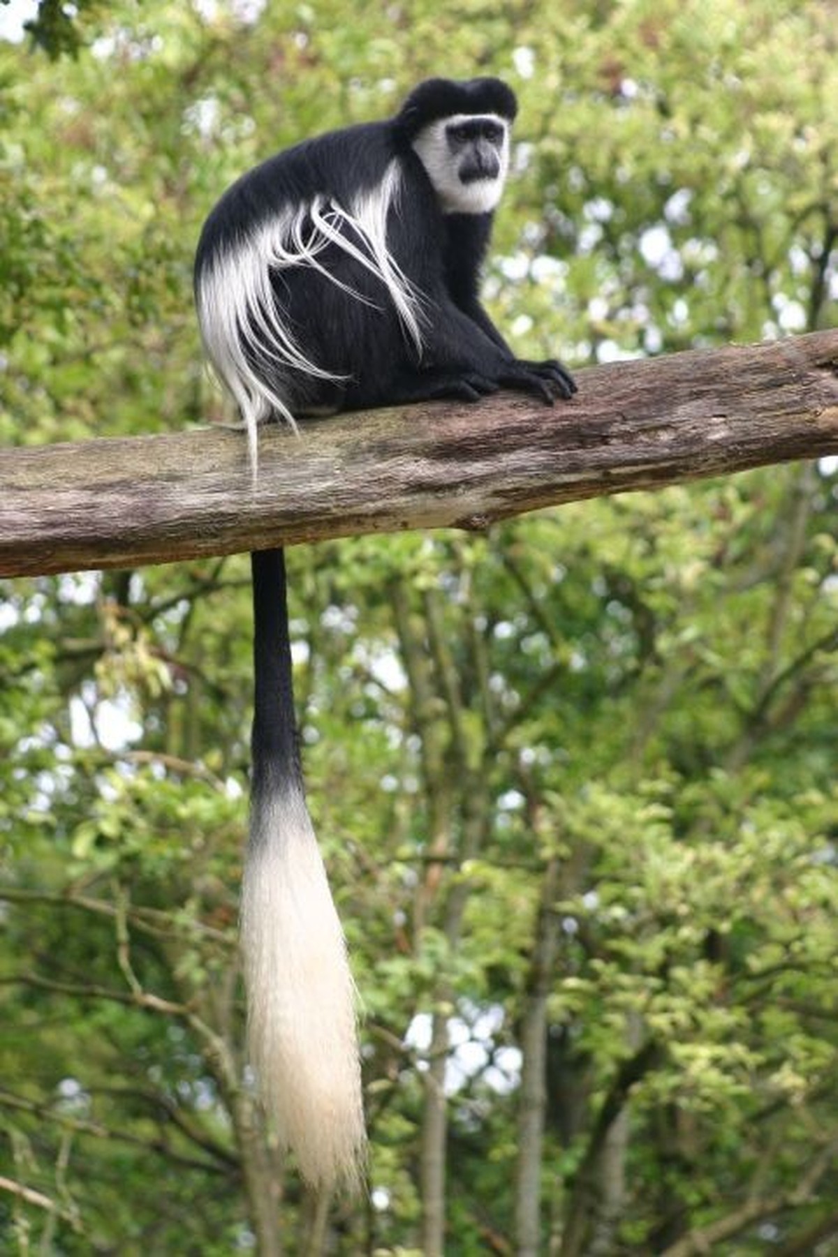 Guereza Colobus (Colobus guereza) 
Schwarz-weisse Stummelaffen


https://ch.pinterest.com/pin/11610911512737177/