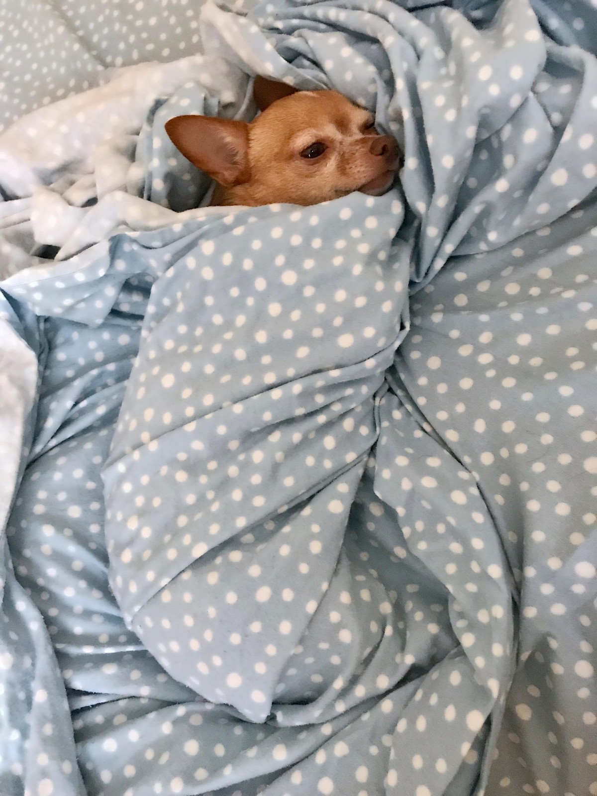 cute news tier hund

https://www.reddit.com/r/TuckedInPuppies/comments/1rgq1ly/alice_selfswaddled_in_flannel_sheets/