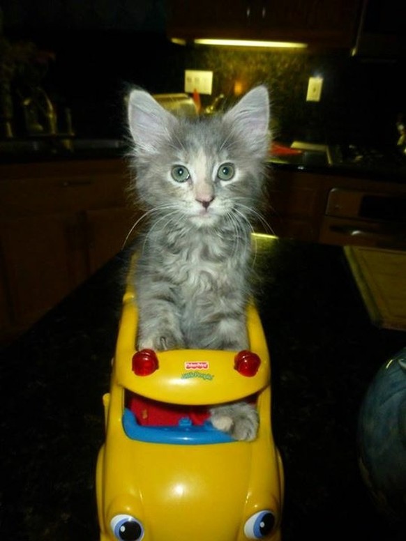Katze in Spielzeugauto
https://imgur.com/gallery/N4C7X