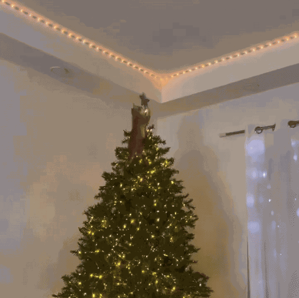 Animiertes GIF