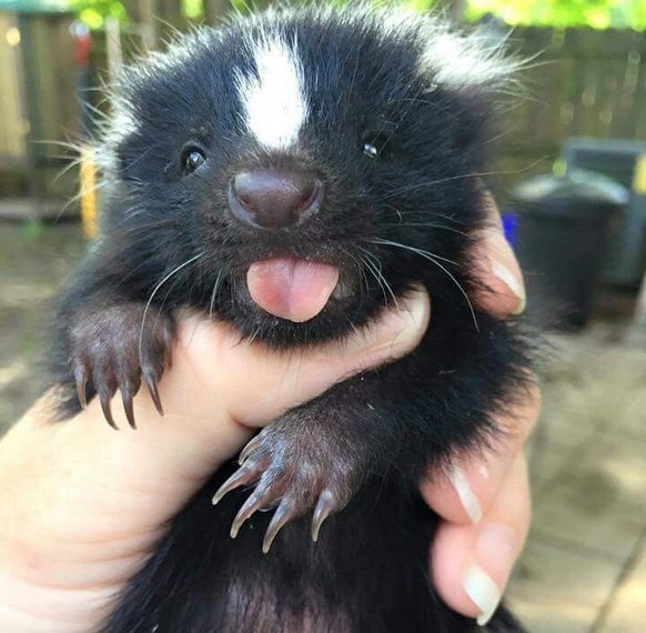cute news tier stinktier

https://ch.pinterest.com/pin/1121888957181253665/