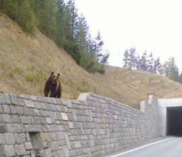 Der Baer M25 zeigt sich am 9. Mai 2014 oberhalb der Galerie der Strasse zwischen Zernez und Brail. Der Baer M25 hat sich im Mai im Engadin aufgehalten und dort Schafe, spaeter im Puschlav auch einen E ...