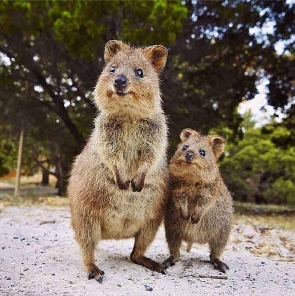 Quokka
Cute News
https://imgur.com/gallery/ZIchs