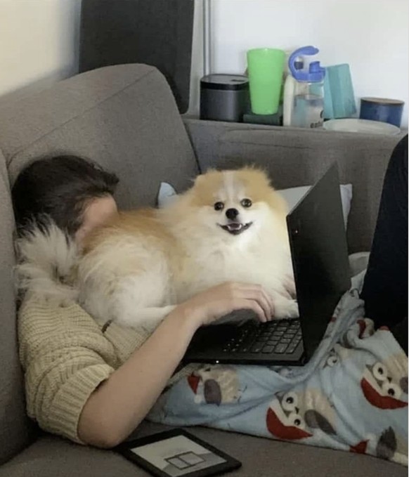 Die lustigsten Fails der Woche: Homeoffice mit Hund