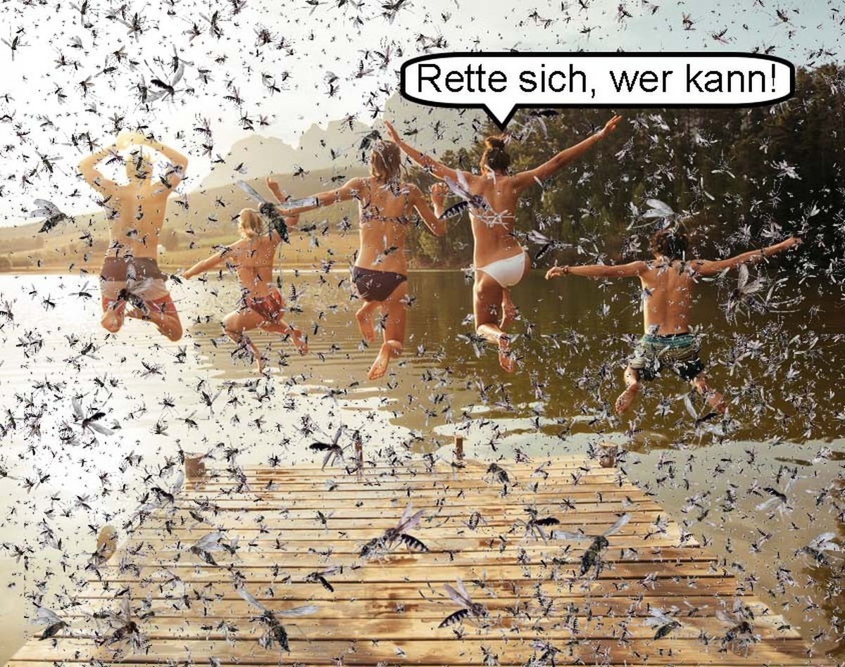 Bild