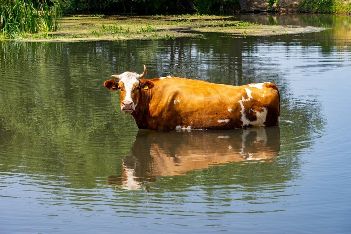vache canicule suisse