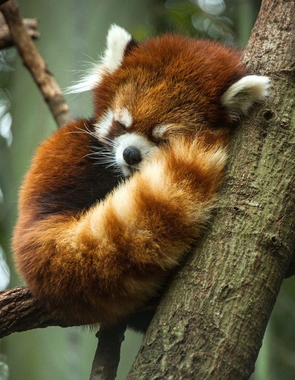 Red Panda, Firefox, roter Panda