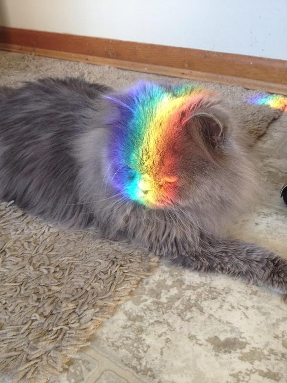 Regenbogenkatze
http://imgur.com/gallery/cR3WG