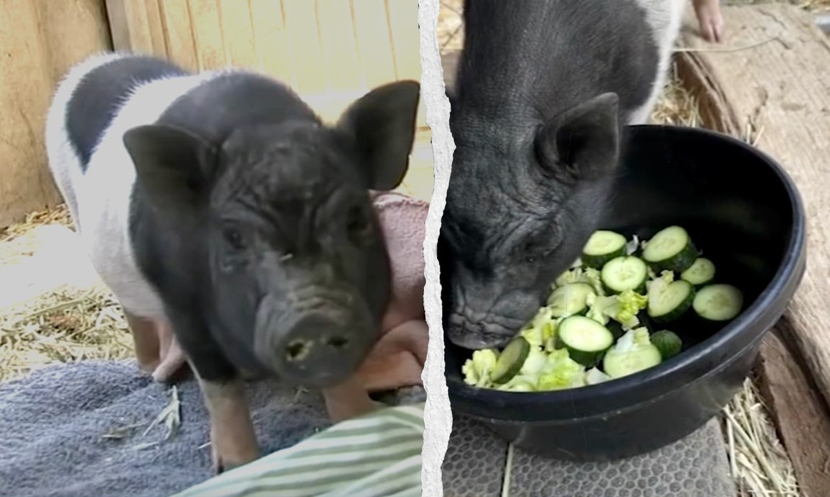 Wilbur, porcelet de 11 semaines, a été filmé courant au milieu des rues de West Hollywood avant d’être capturé. Il va désormais vivre dans le sanctuaire animalier de Diane Warren à Malibu.