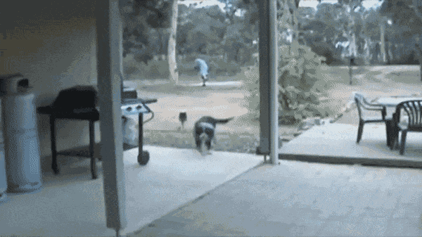 Animiertes GIF
