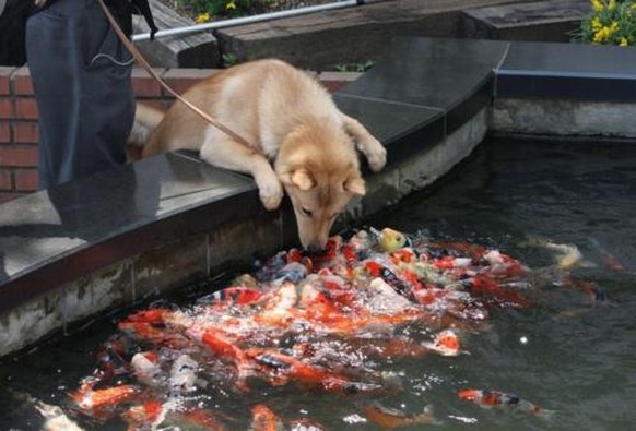 Hund sagt Koifischen hallo.