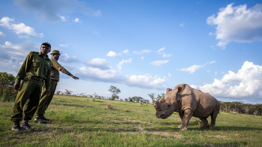 Northern white Rhino, nördliches Breitmaulnashorn