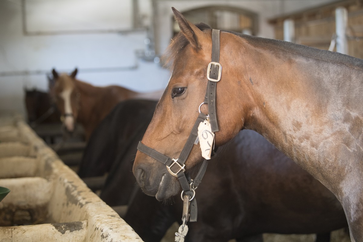 Die Pferde, warten im Stall, die aus der geschlossenen Pferdezucht des muttmasslichen Tierquaelers Ulrich K. ueberfuehrt wurde, auf der Anlage des Kompetenzzentrums Veterinaerdienst und Armeetiere, am ...
