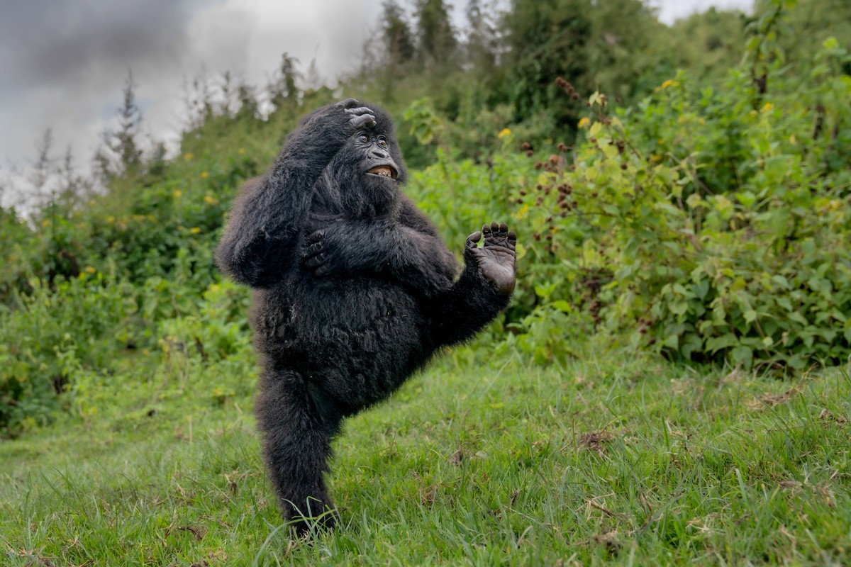 Nikon Comedy Wildlife Awards 2025
