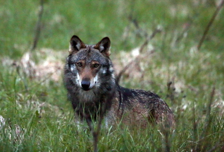 Urner wollen Wolf, Bär und Luchs an den Pelz