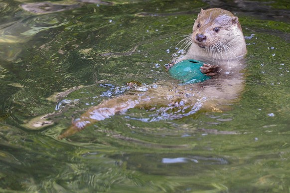 Junger Fischotter im Zuercher Zoo beim traditionellen Zoo Apero am Mittwoch, 20. August 2014. Im Zoo Zuerich hat es Nachwuchs bei den Fischottern gegeben. Gleich drei junge brachte das Weibchen LULU b ...